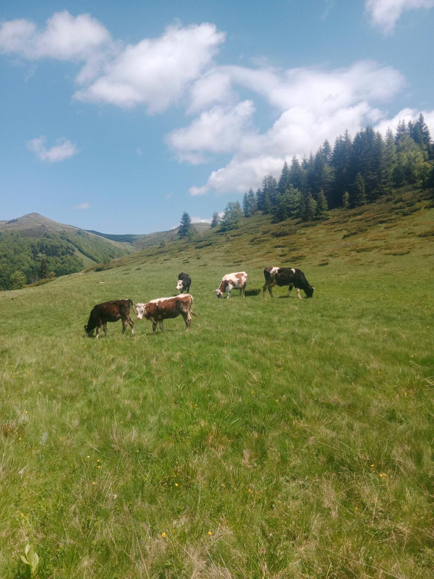 Willa Katun Siska Medna Dolina Berane Zewnętrze zdjęcie